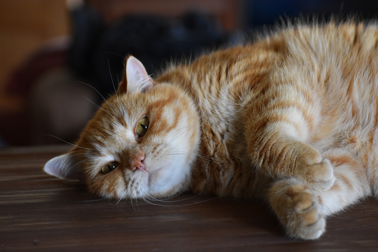 猫味最新破解版探索与解析指南